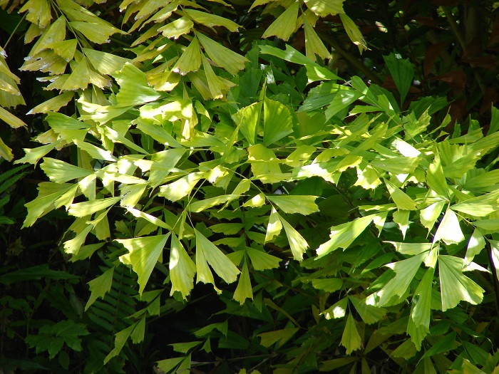 Caryota mitis